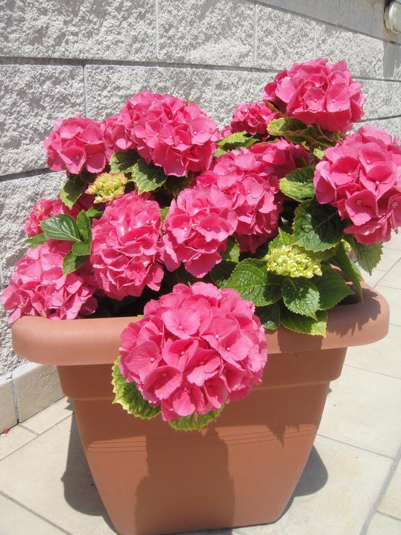 Hotel Garden Viareggio Luaran gambar